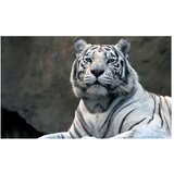  Tapeta - Bengali tiger in zoo 450x270 | shoptok.hr