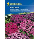 KIEPENKERL Aubrieta "Superbissima Elite" Cene