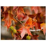  Tapeta - Chestnut 300x231 | shoptok.hr