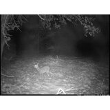 OXE Lovska kamera WiFi Hunter RD3019 in klasični daljnogled FOMEI 7-21x40 ZCF Zoom + 32GB SD kartica, 8 baterij in stojalo! | Shoptok.si