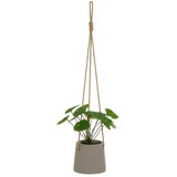 Casa Selección Umjetna biljka (visina 24 cm) Pilea – Cijene