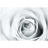  Tapeta - Rose charade 150x105 | shoptok.hr