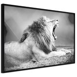  Poster - Yawning Lion 90x60 | shoptok.hr