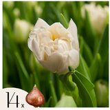 Plant in a Box Tulipani čebulice - 14 kos - Tulipa 'Northcap' - Cvetne čebulice - Rumena, (21755594) | Shoptok.si