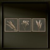 Styler Plakati v kompletu 3 ks z okvirjem 30x30 cm Pampas – | Shoptok.si