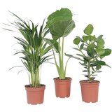 Plant in a Box sveža zelena mešanica - 3 kos - višina 50-70cm - ⌀17cm, (21758300) Cene