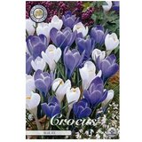  Cvjetne lukovice Crocus Vernus Blue Ice (Bijela, Botanički opis: Crocus) Cijene