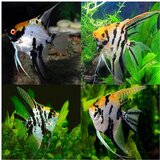 Akvarijum Centar marbled gold koi angelfish | ePonuda.com