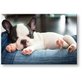  Slike na platnu životinje (moderne slike na platnu) | ePonuda.com