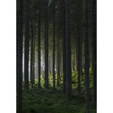 Venture Home poster Woods 50 × 70 cm, zeleni Cijene