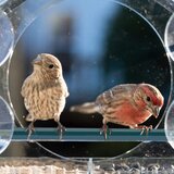 INF Transparentni akrilni podajalnik za ptice z priseski - enostavno polnjenje, (5000124299) | Shoptok.si