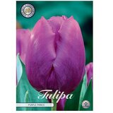  Cvjetne lukovice Tulipan Triumph Purple Prince (Ljubičasta, Botanički opis: Tulipa) Cijene