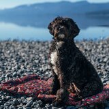Play Smeđi putni krevetić za pse 50x75 cm Outdoor Chill Pad Mocha M – | shoptok.hr