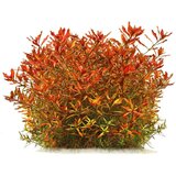 Rainforest ludwigia x arcuata | ePonuda.com