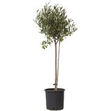 Plant in a Box oljka - olea europaea - vi&scaron;ina 80-90cm - ⌀19cm, (21757701) cene