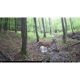 OXE Lovska kamera WiFi Hunter RD3019, zunanja baterija 6V / 7Ah in napajalni kabel + 32GB SD kartica, 8 baterij in stojalo! | Shoptok.si