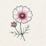 COSMOS bipinnatus "Daydream" (Kozmeja) - 1 pkt. | Shoptok.si