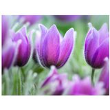  Tapeta - Purple spring tulips 350x270 | shoptok.hr