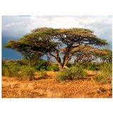  Tapeta - Samburu National Reserve Kenya 200x154 | shoptok.hr
