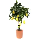Mediteranske rastline