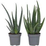Plant in a Box aloe vera - 4 kos - aloe barbadensis - višina 25-40cm - ⌀10,5cm, (21758068) Cene