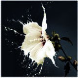 Pintdecor Zidni ukras Giglio bianco | shoptok.hr