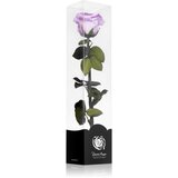 RoseAmor Lila stabilizirana vrtnica na steblu 30 cm 1 kos | Shoptok.si