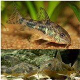 Akvarijum Centar Peppered cory | ePonuda.com