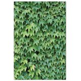  Slika - Thick Ivy (1 Part) Vertical 40x60 | shoptok.hr