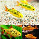 Akvarijum Centar Puntius semifasciolatus - Barbus zeleni | ePonuda.com