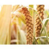 Bonatura Proseni vzglavnik | Shoptok.si