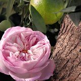 Chloé Rose Naturelle Intense parfemska voda 10 ml za žene Cijene