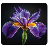 Wenko Zidna zaštitna ploča za štednjak od kaljenog stakla 50x56 cm Iris – Cijene