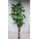 Lilium stablo seflera 165 cm 878212 Cene