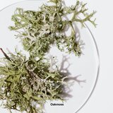 Clinique Aromatics Elixir Eau De Parfum 10 ml (woman) | shoptok.hr