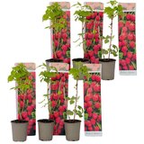 Plant in a Box rastlina maline - 6 kos - rubus ideaus 'autumn bliss' - višina 25-40cm - ⌀9cm, (21757662) | Shoptok.si