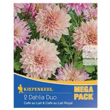 KIEPENKERL Dalija Duo (Dahlia x Hybrida, Višebojni, Broj cvjetnih lukovica: 2 Kom.) | shoptok.hr