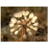  Tapeta - Summer time - dandelion 200x154 | shoptok.hr