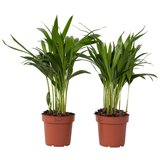 Plant in a Box palma areka - 2 kos - dypsis lutescens - višina 30-45cm - ⌀12cm, (21758146) Cene