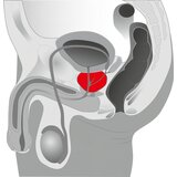 You2Toys vibrator Prostate Twister - P/G - točka | shoptok.hr