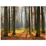  Tapeta - Autumn trees 350x270 | shoptok.hr