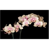  Tapeta - Blooming orchid 450x270 | shoptok.hr