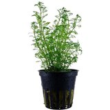 Rainforest myriophyllum brasiliensis | ePonuda.com