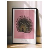 Wallxpert uramljena slika 115214, The Black Peacock Ohare Kosona, crni paun, ružičasta pozadina, 30 x 40 cm, crni ram | Eponuda.com