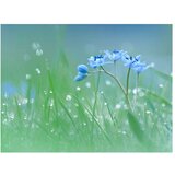  Tapeta - A meadow at dawn 350x270 | shoptok.hr