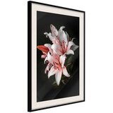  Poster - Pale Pink Lilies 30x45 | shoptok.hr