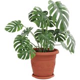  Lončki za rastline 24 pcs Kamnito rdeča Ø 26 x 21.5 cm Plastika - - Rdeča - 9.544 - Ø 26 x 21.5 cm - 2025- | Shoptok.si