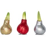 Plant in a Box Amarilis - 3 kos - Hippeastrum 'Glitter Mix' - Cvetna čebulica - Rdeča, (21739785) Cene