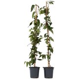 Plant in a Box kosteničevje - 2 kos - lonicera henryi 'copper beauty' - V110-120cm - ⌀17cm, (21757509) Cene