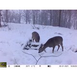Keepguard Lovska kamera KG795W in zaščitna kovinska škatla + 32GB SD kartica in 8 baterij BREZPLAČNO! | Shoptok.si